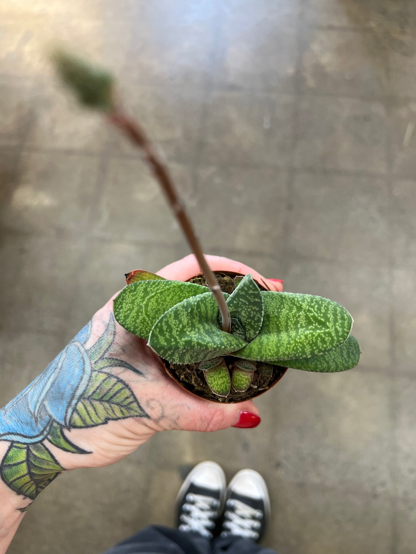 Gasteria Batesiana