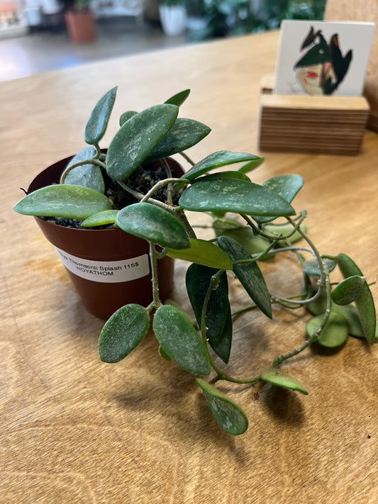Hoya Thomsonii Splash