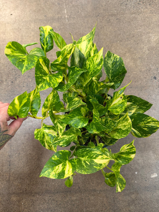 Pothos Churchill Gold