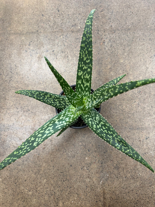 Aloe Tropical White