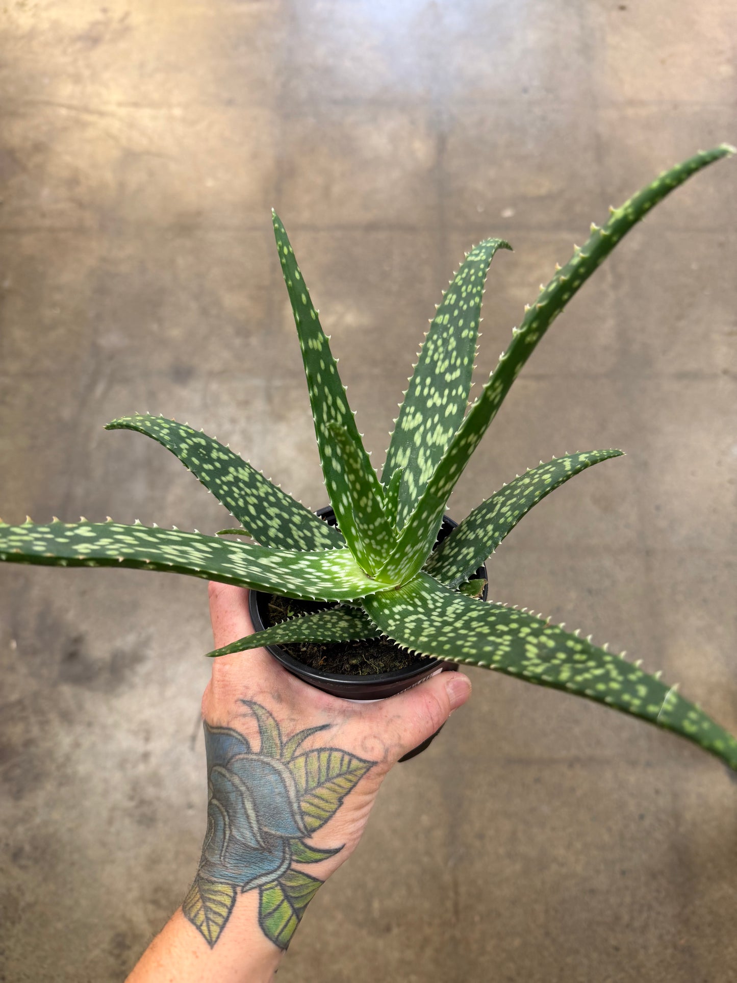 Aloe Tropical White