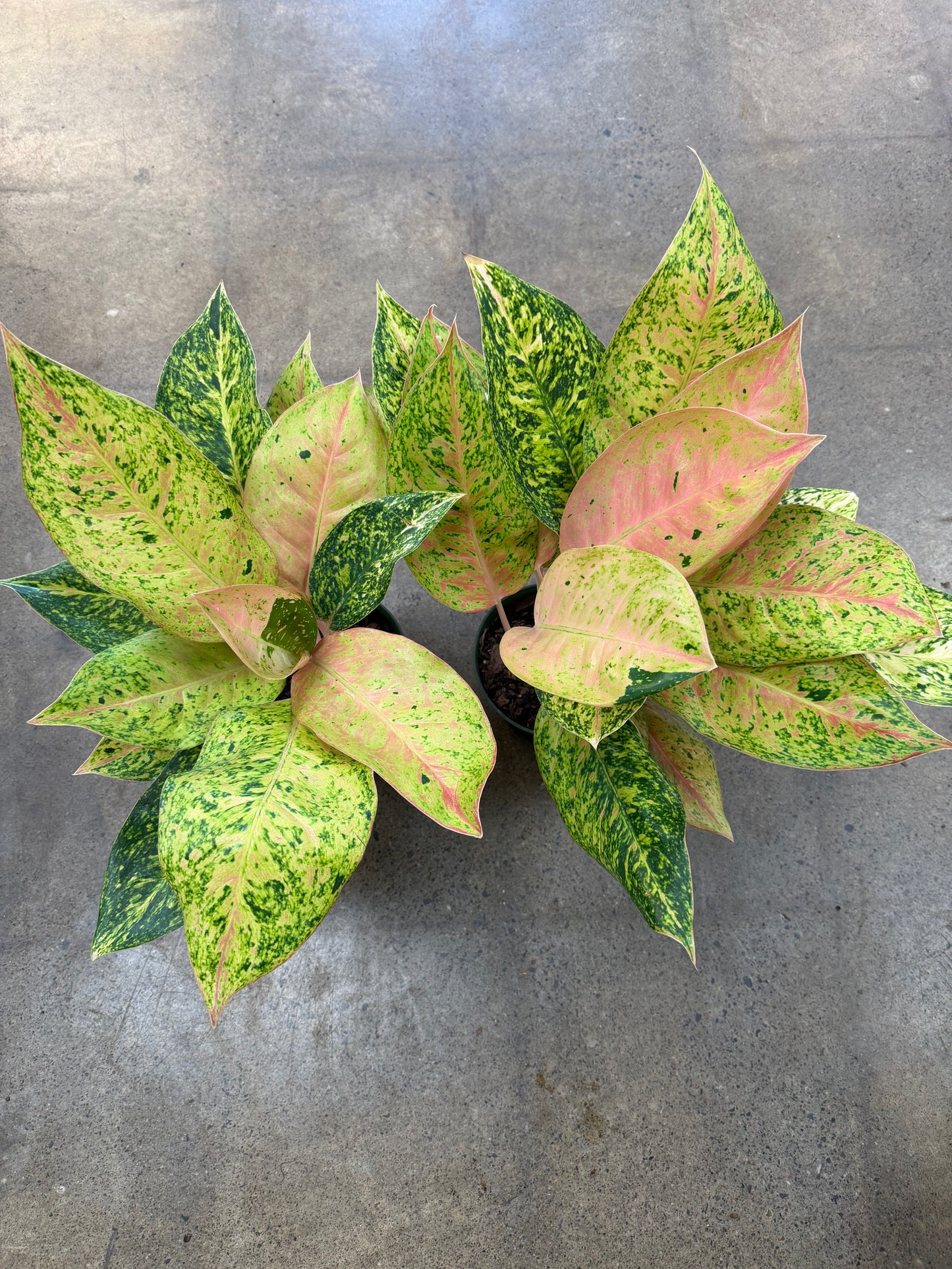 Aglaonema Papaya Variegated