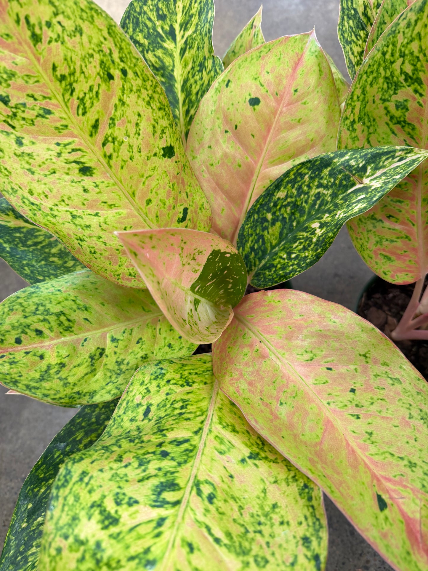 Aglaonema Papaya Variegated