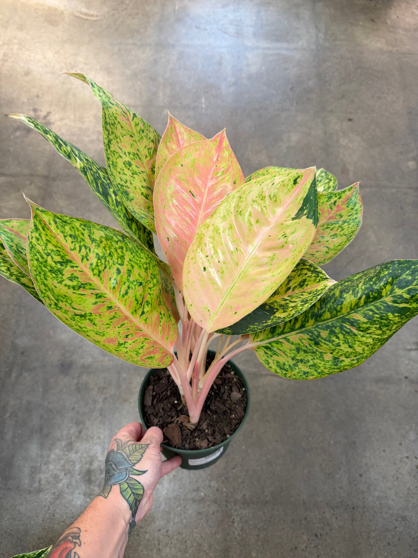 Aglaonema Papaya Variegated