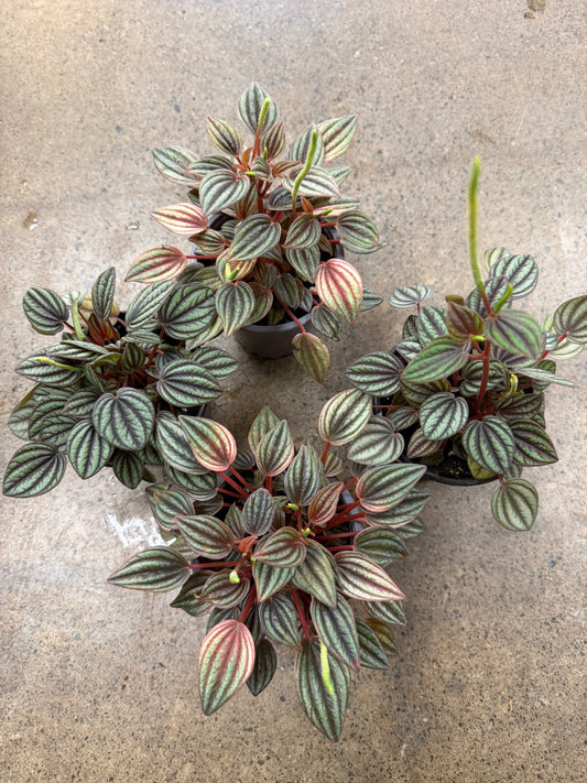 Peperomia Piccolo Banda