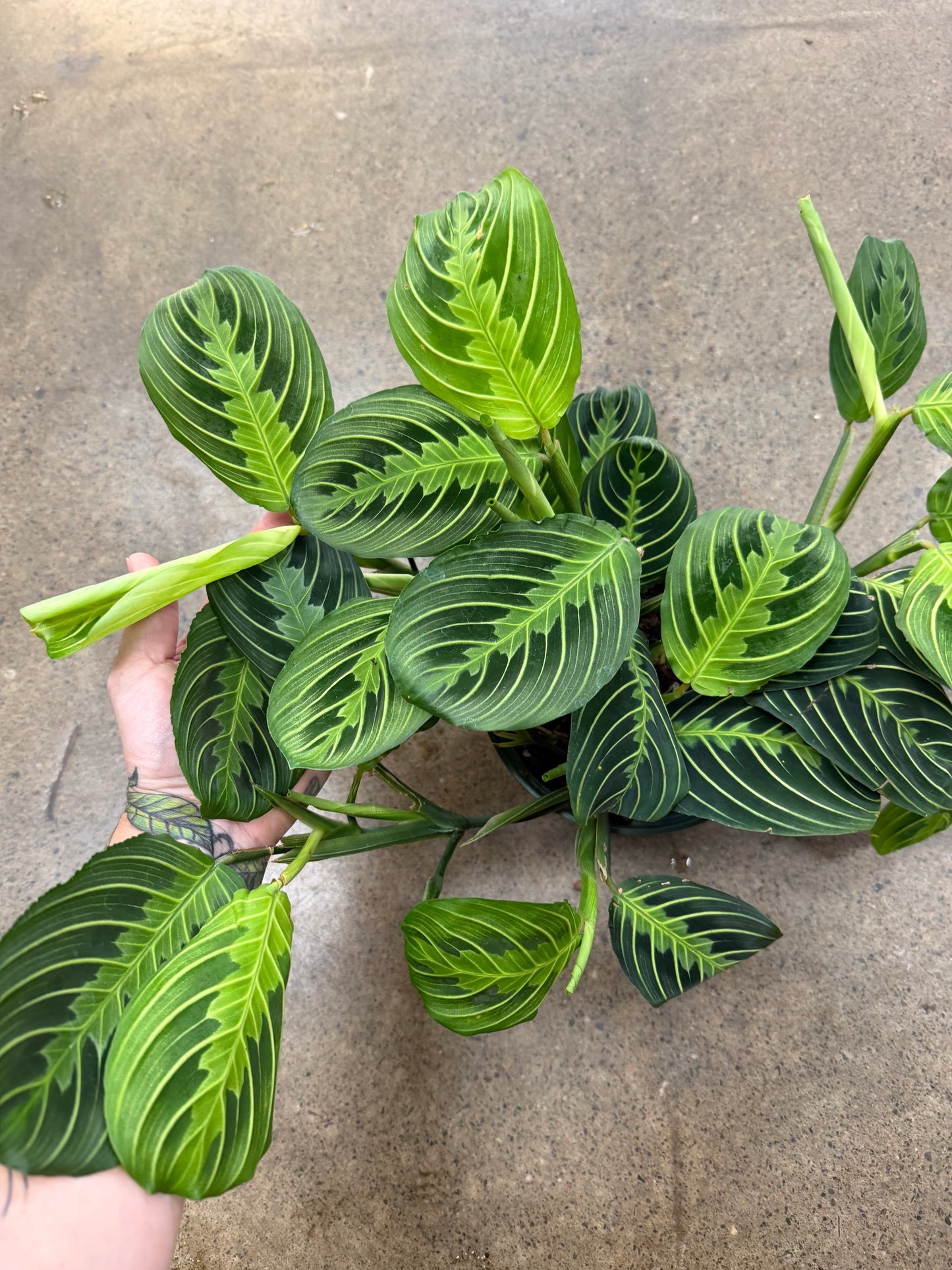 Maranta Lime