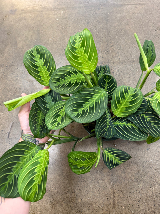Maranta Lime