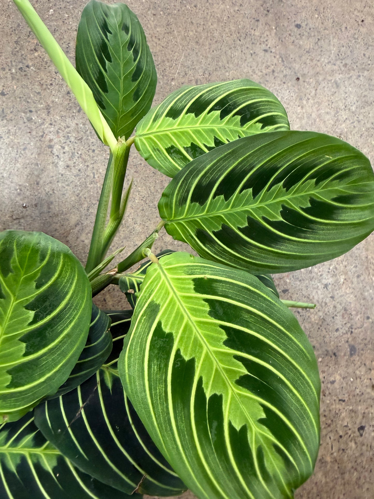 Maranta Lime
