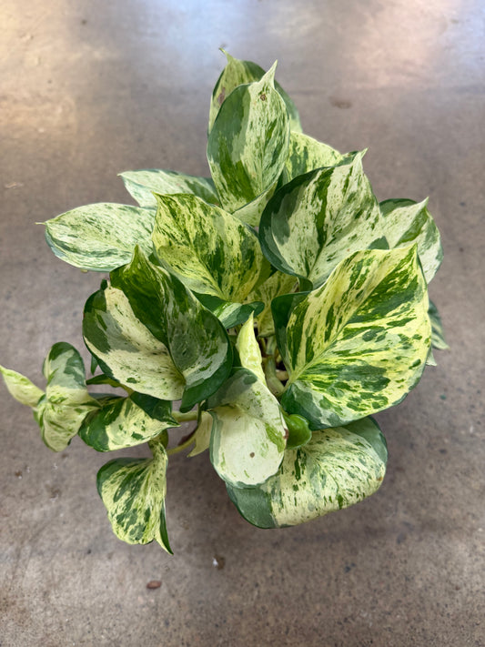 Pothos Manjula