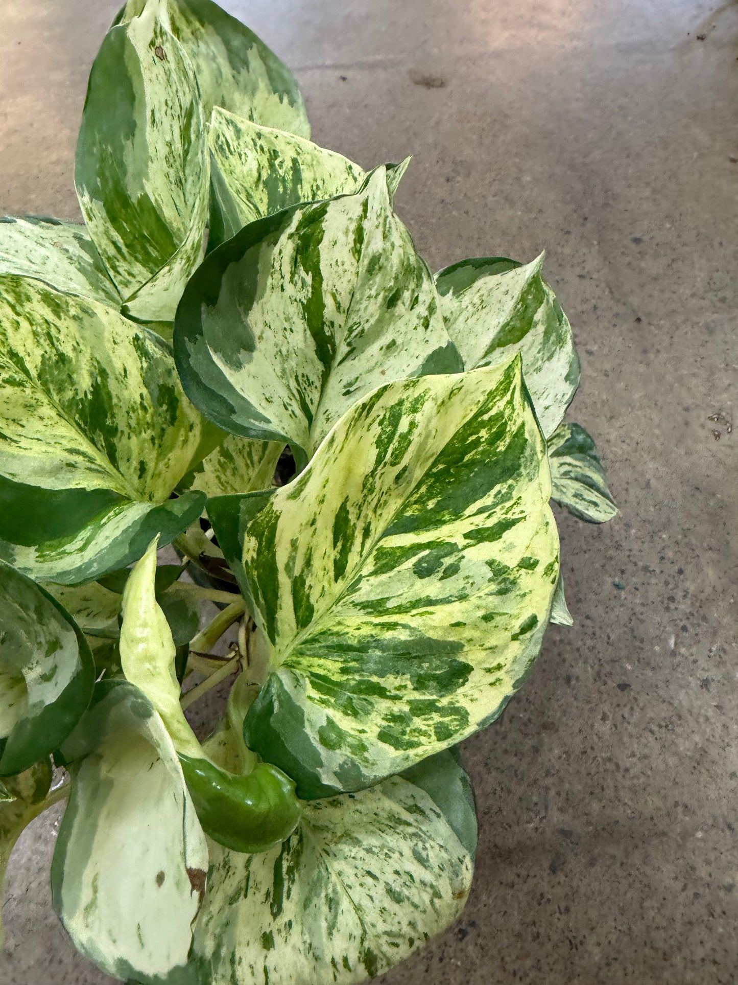 Pothos Manjula
