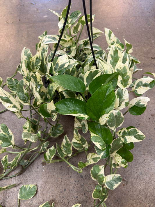 Pothos Pearl &amp; Jade