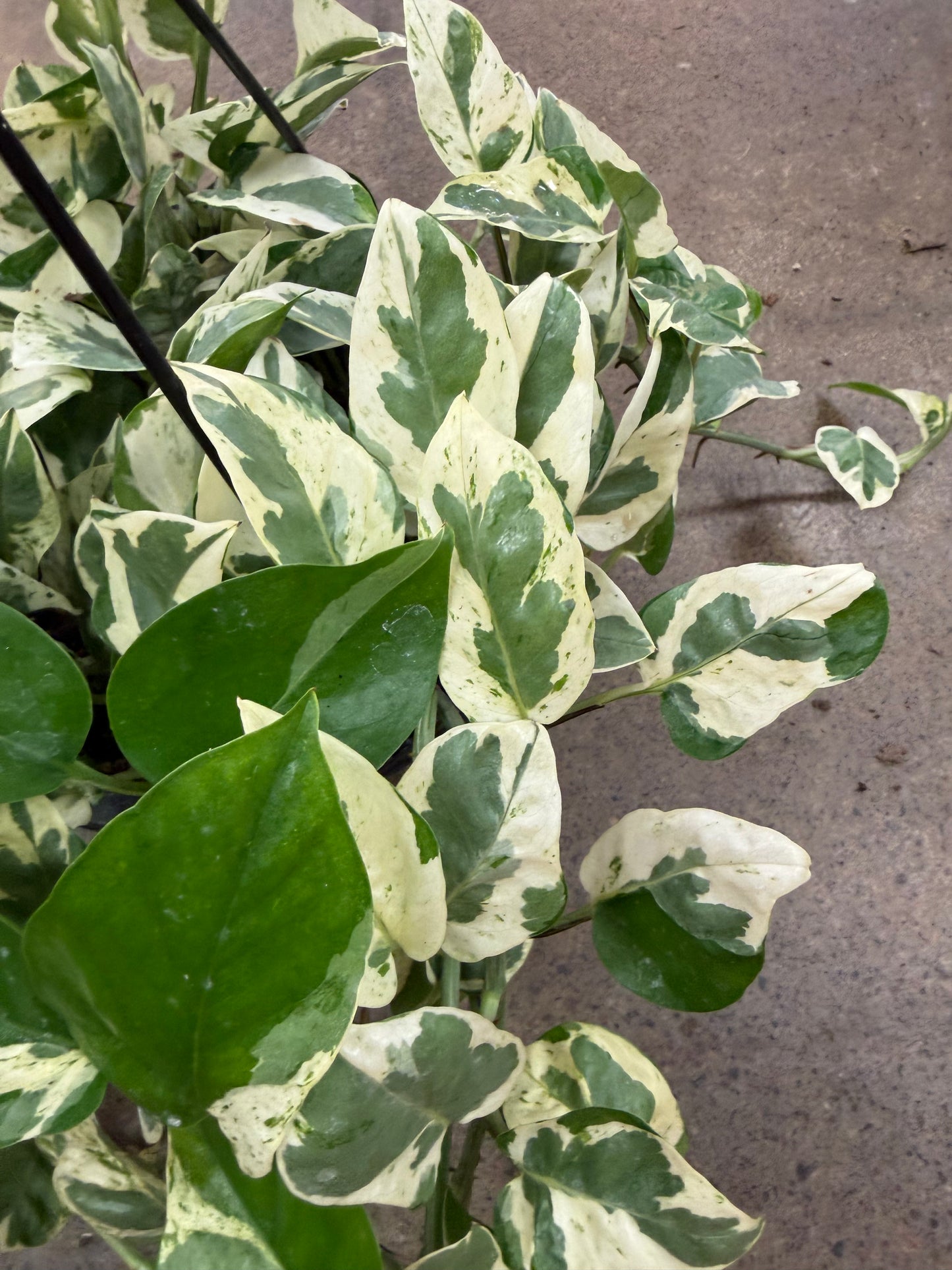 Pothos Pearl & Jade