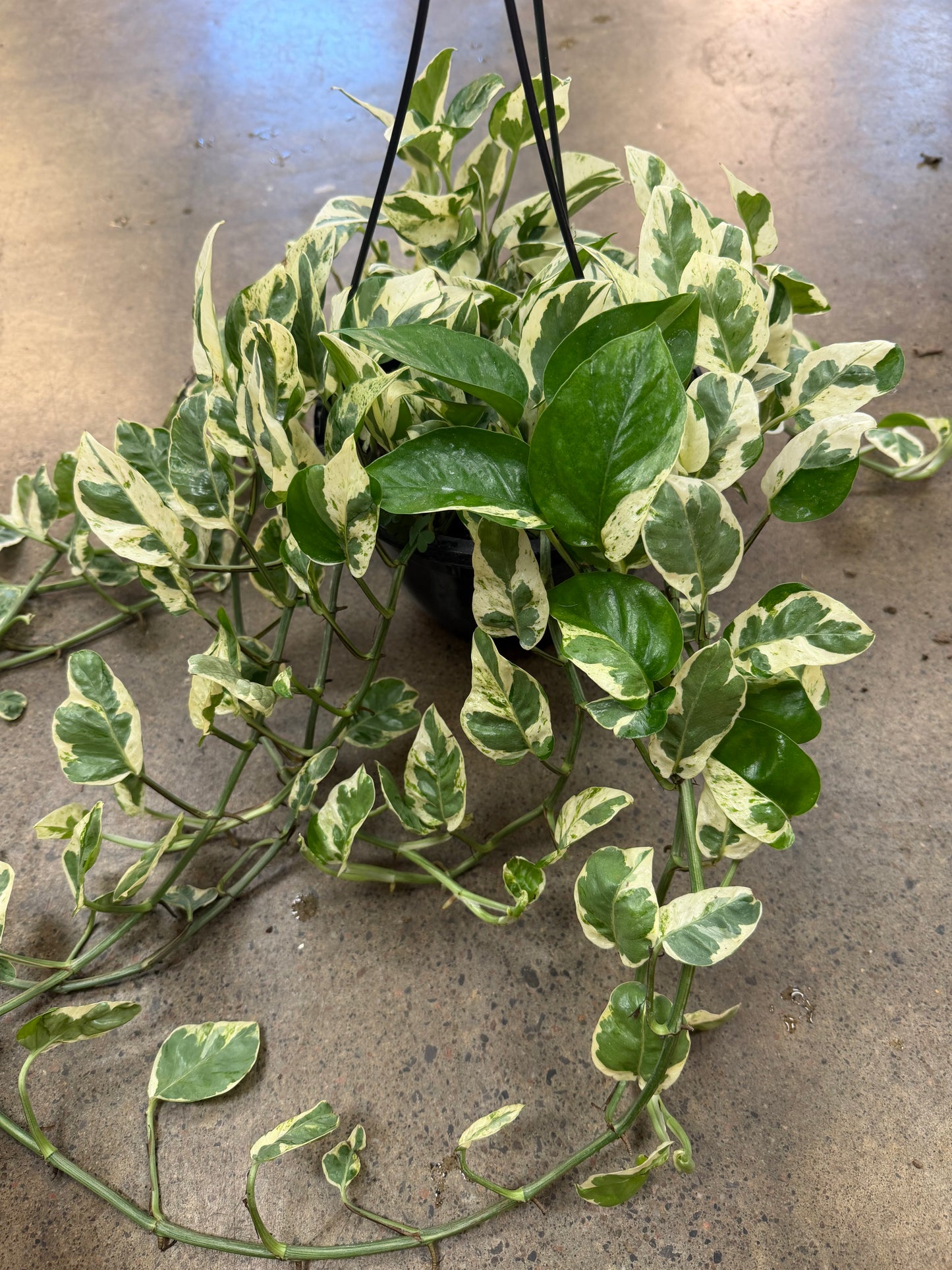 Pothos Pearl & Jade