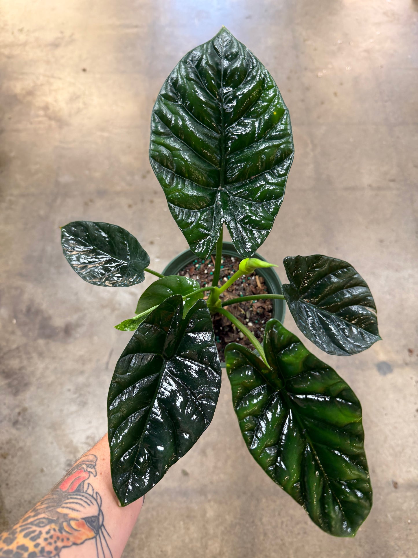 Alocasia Quilted Dream