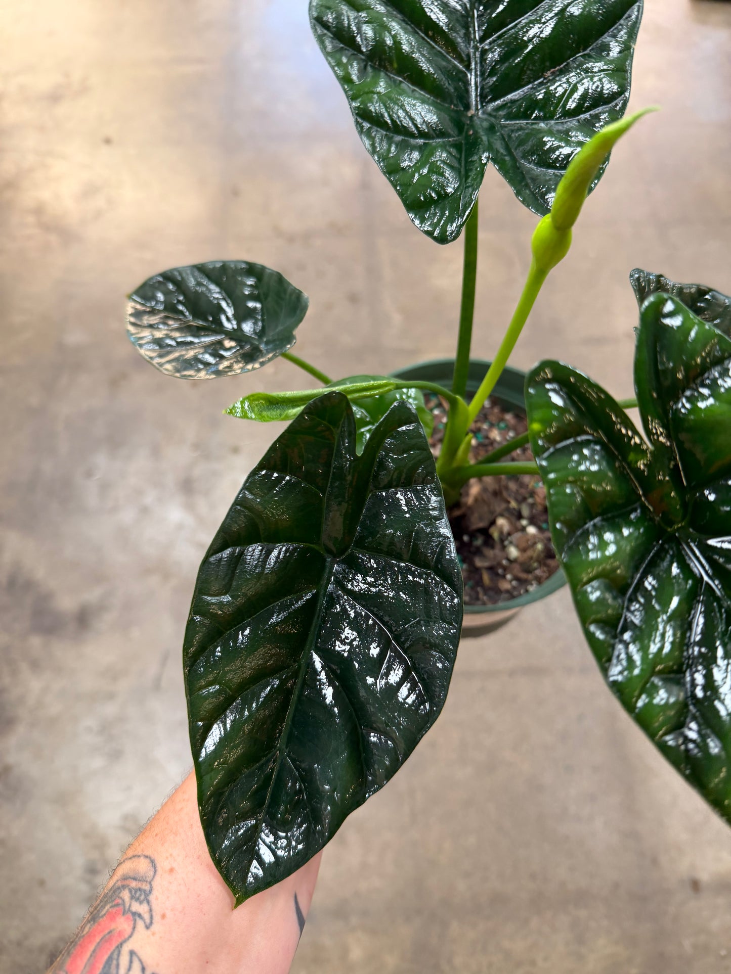 Alocasia Quilted Dream