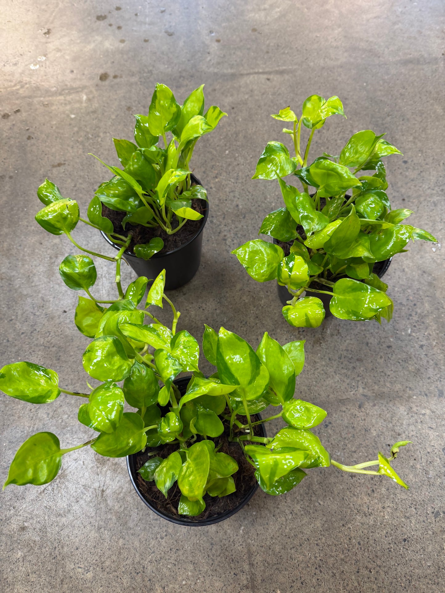 Pothos Néon Joy