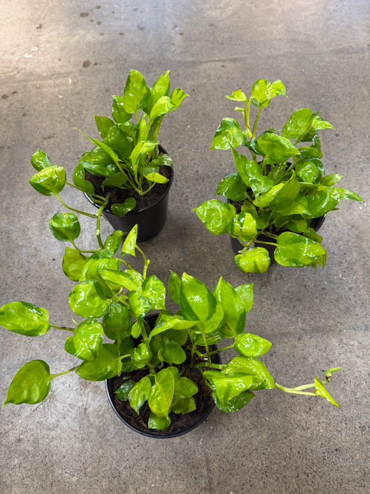 Pothos Néon Joy