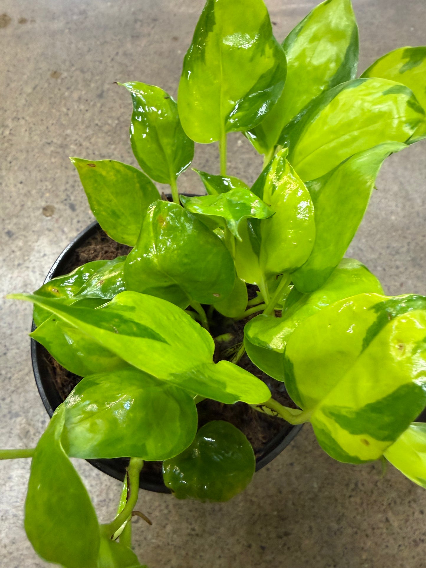 Pothos Néon Joy