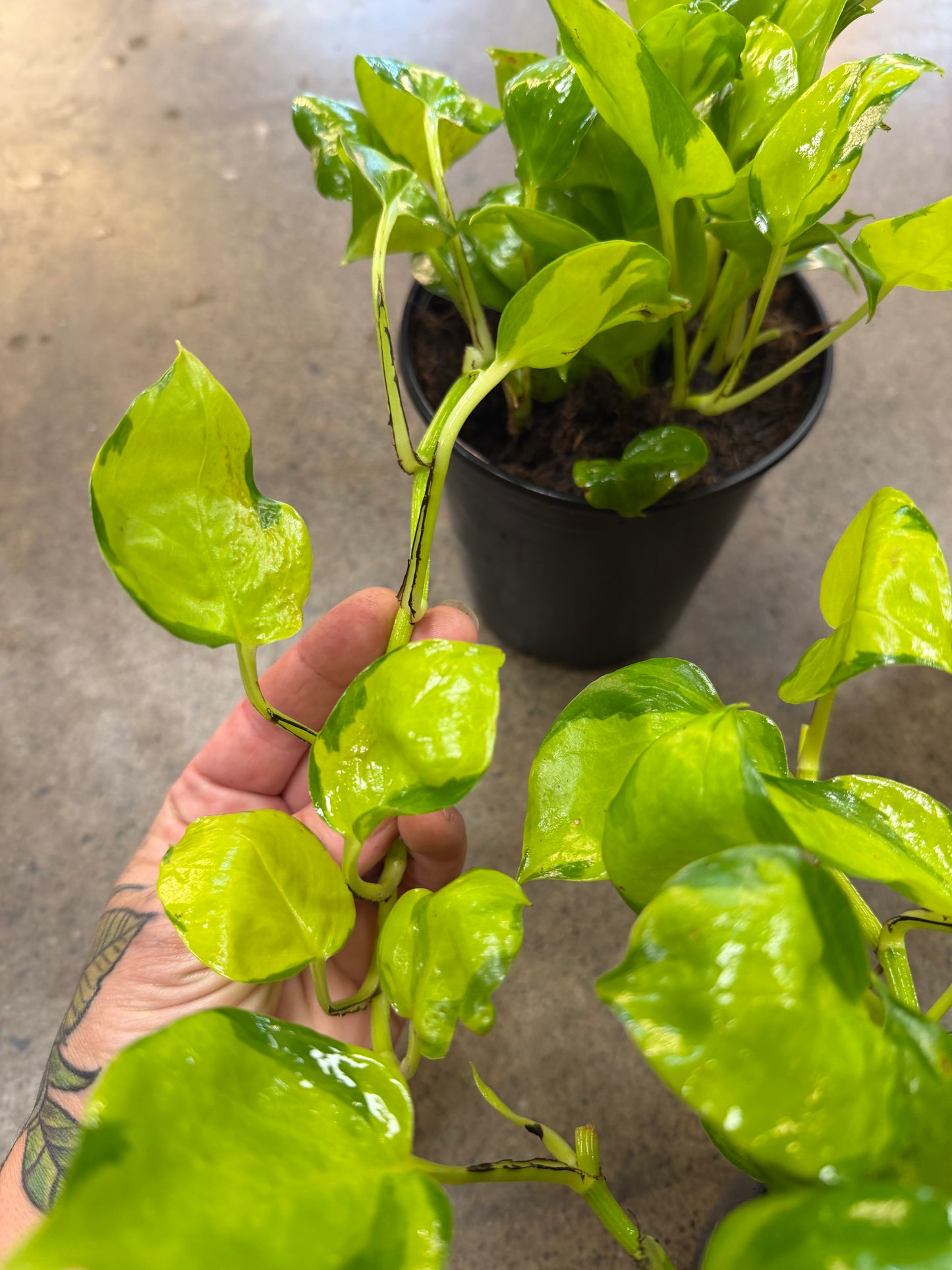 Pothos Néon Joy