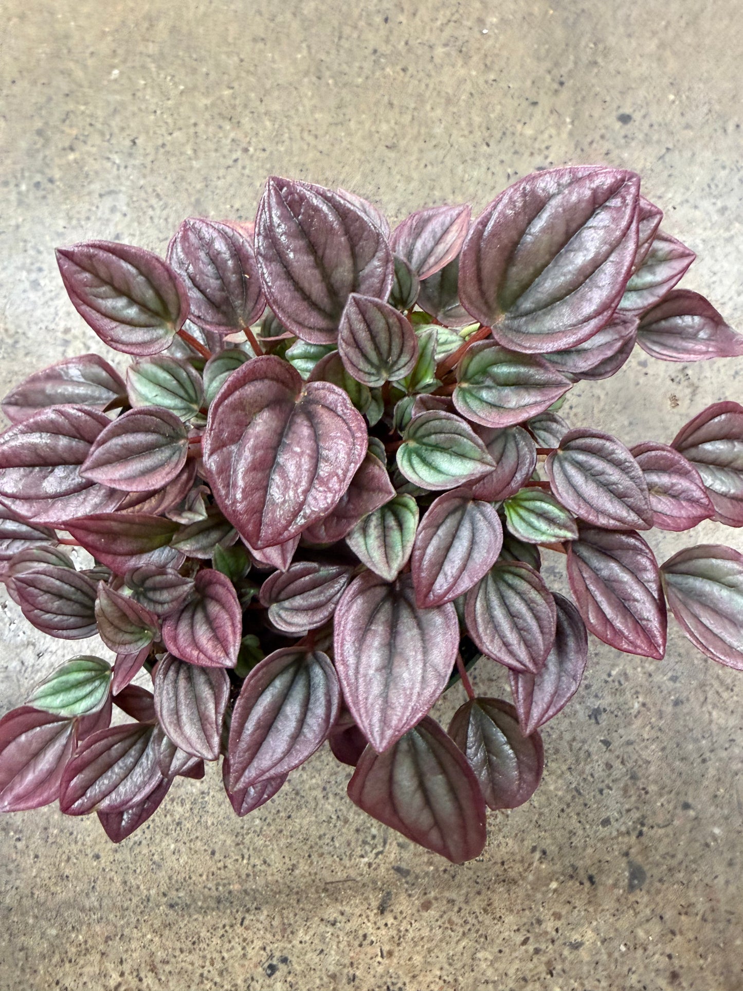 Peperomia Caperata Cayenne