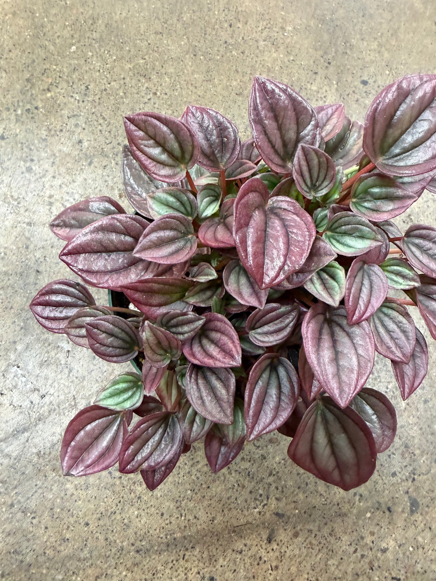 Peperomia Caperata Cayenne