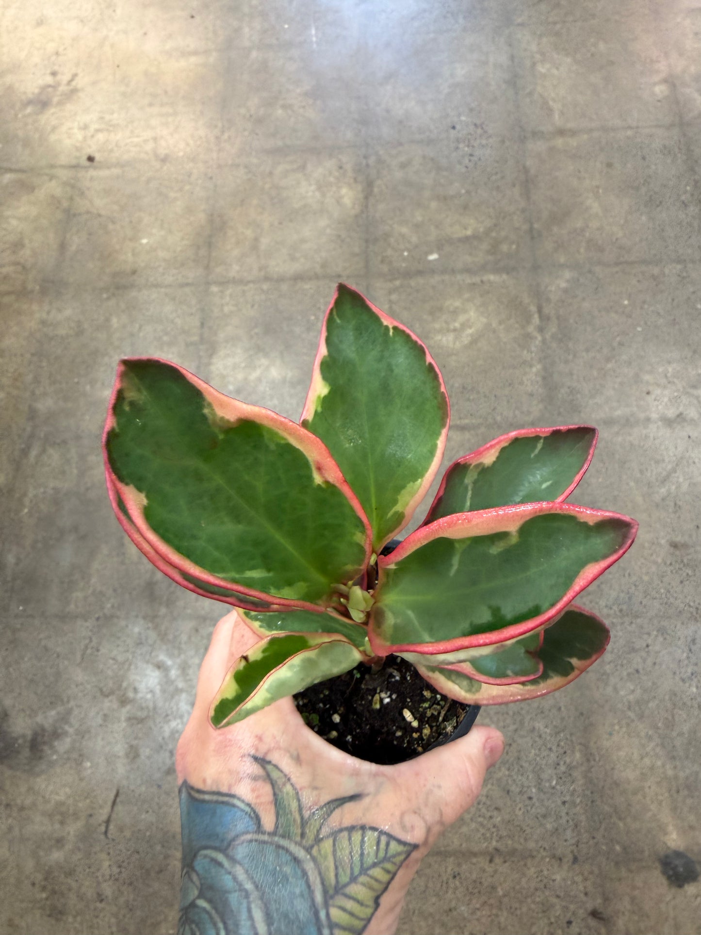 Peperomia Ginny