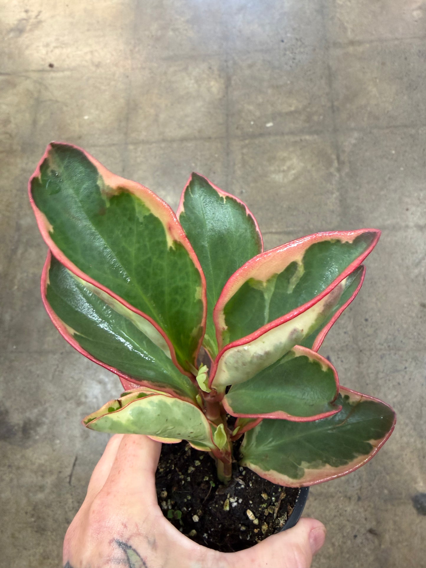 Peperomia Ginny