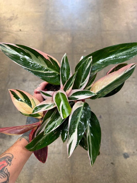 Stromanthe Triostar