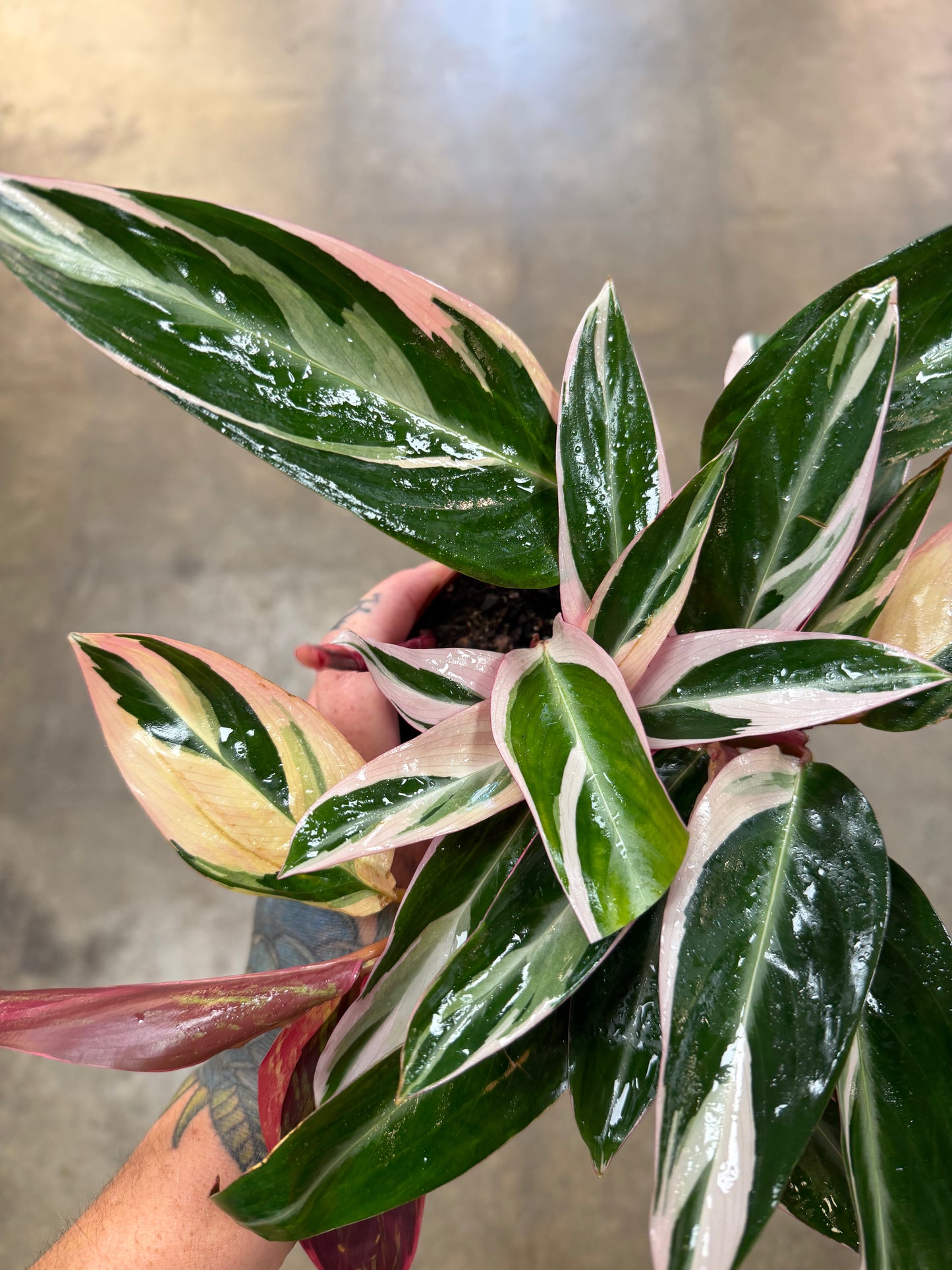 Stromanthe Triostar