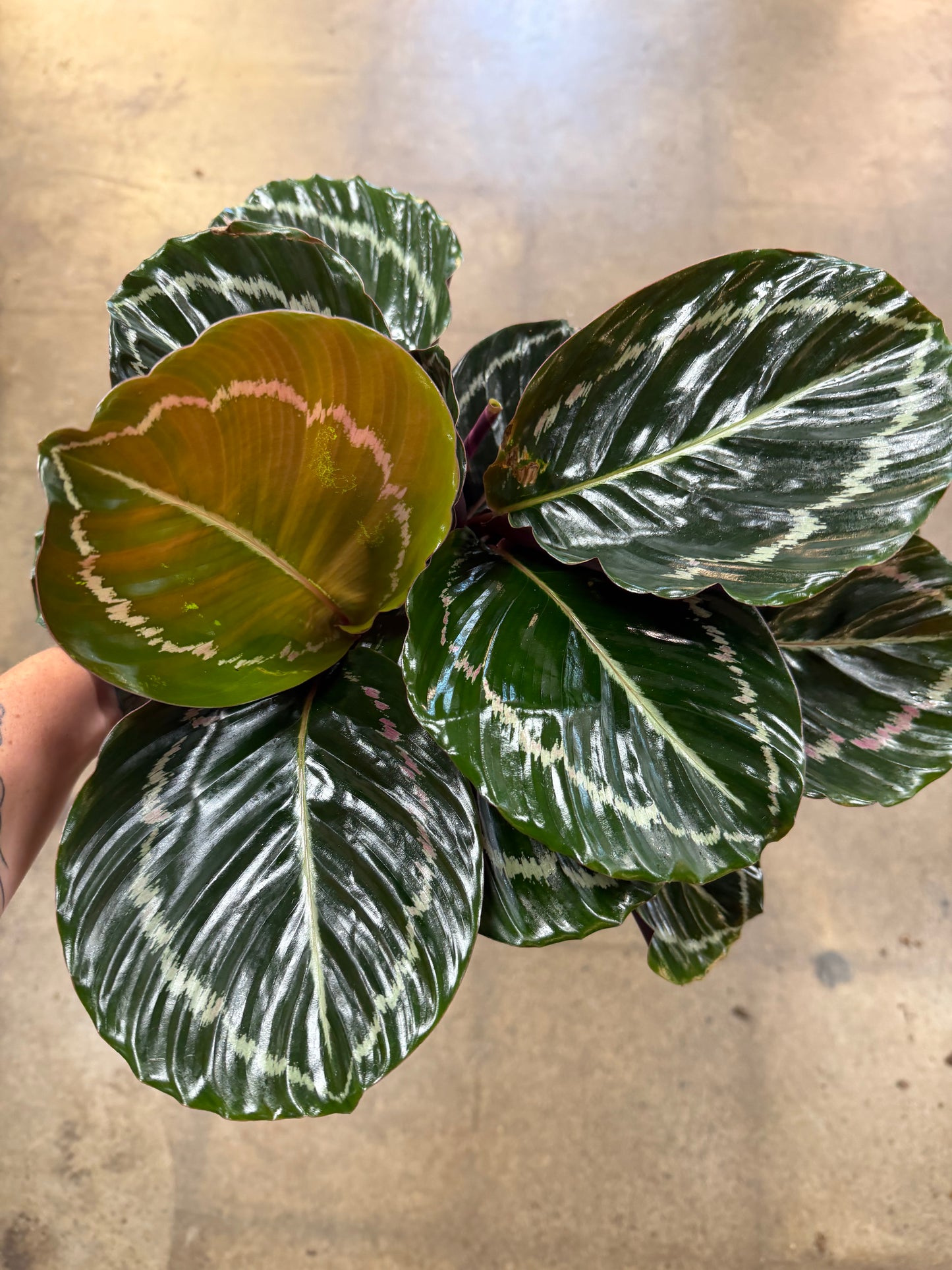 Calathea Dottie