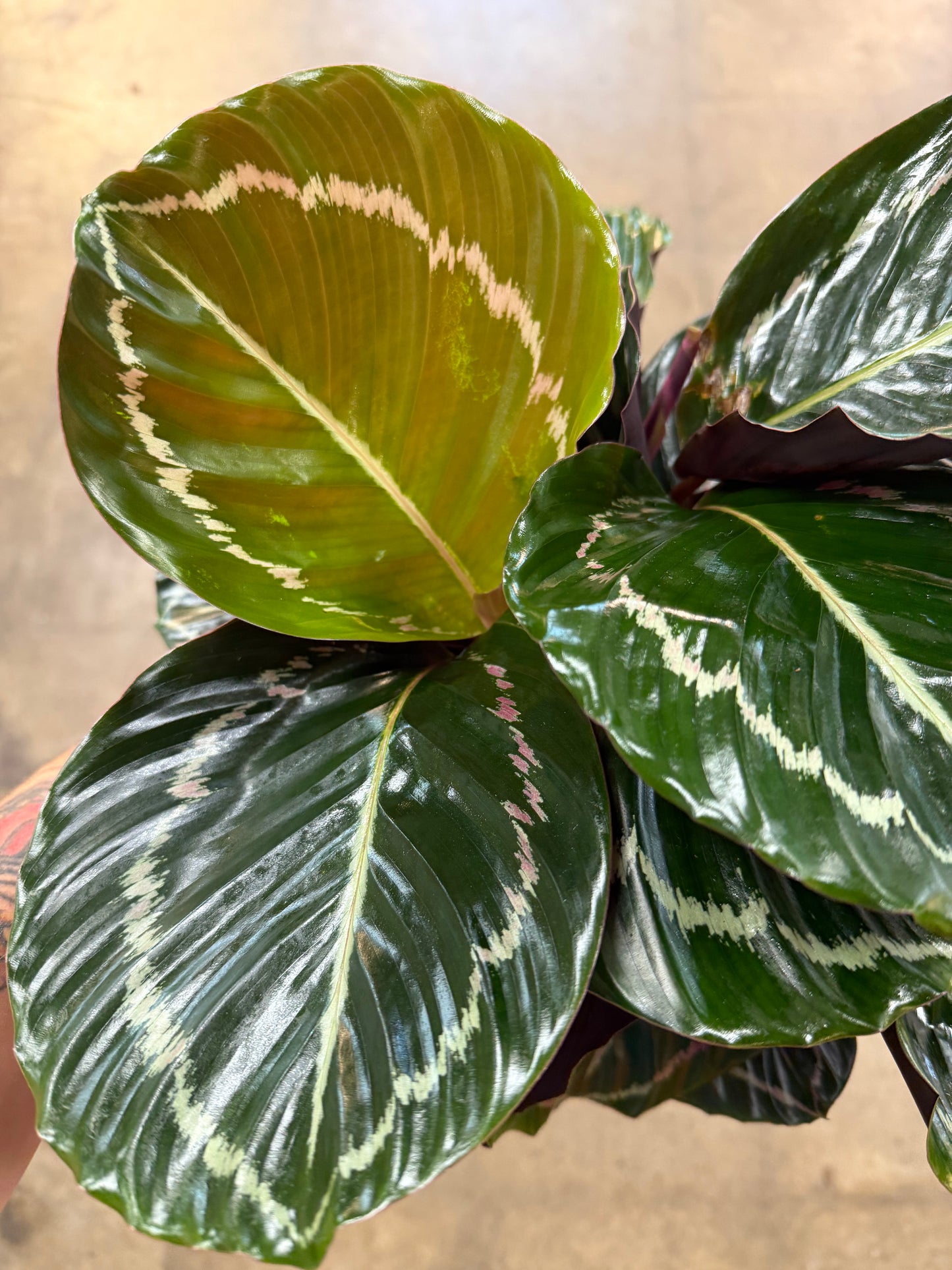 Calathea Dottie