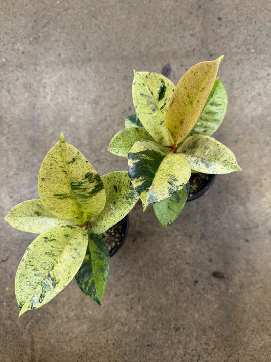 Ficus Shivereana Moonshine