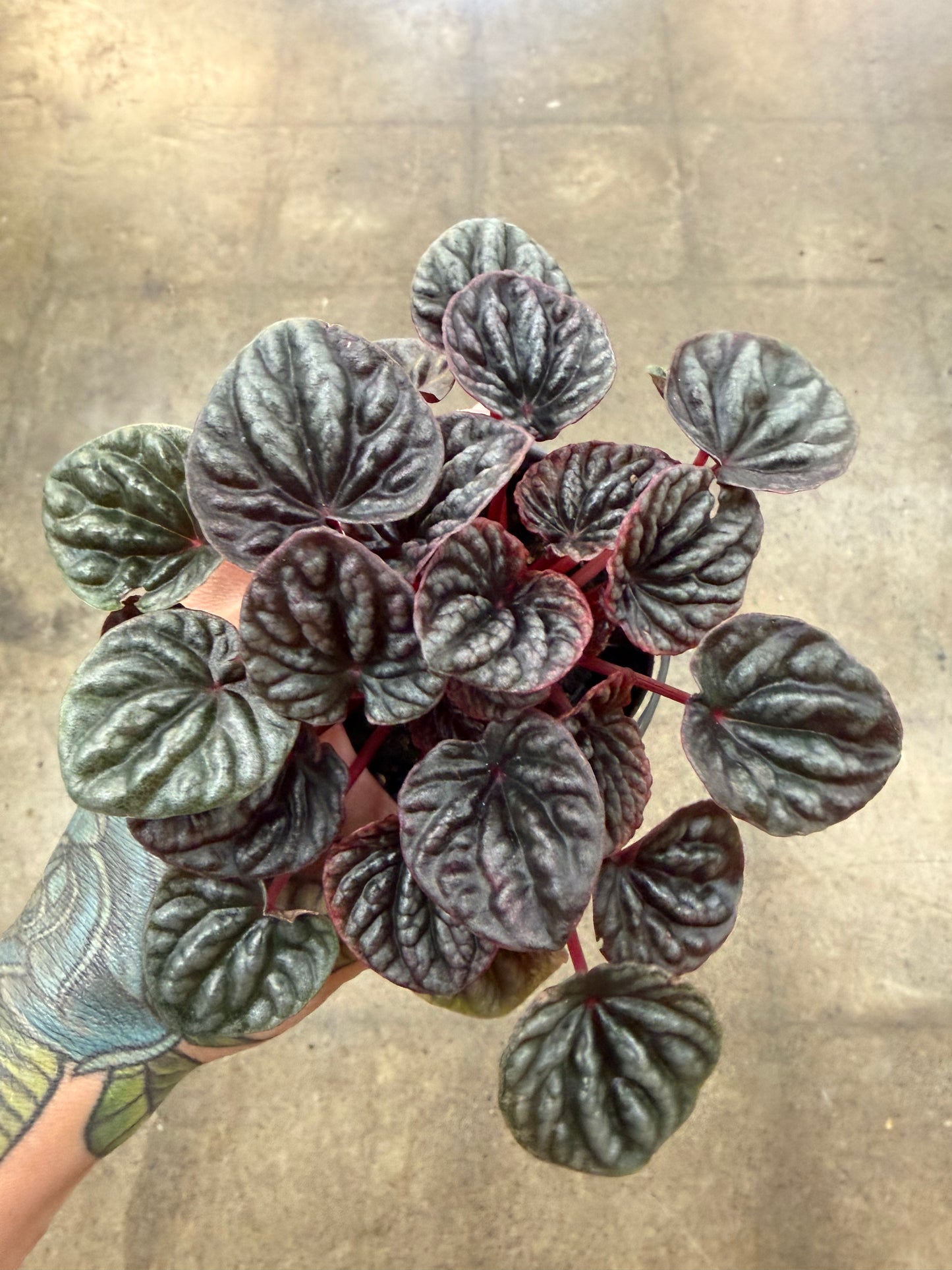 Peperomia Caperata Abricots
