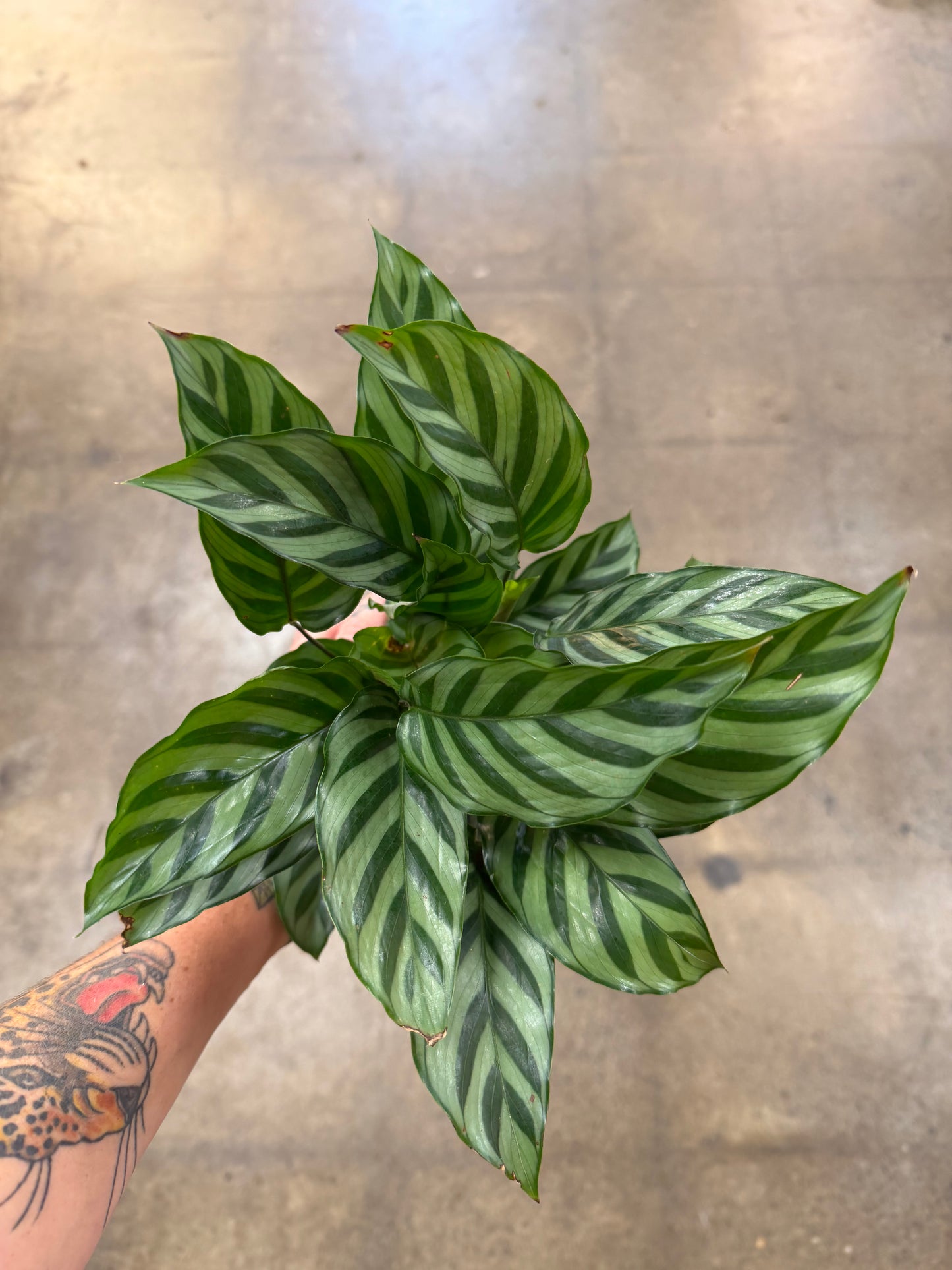 Calathea Freddy