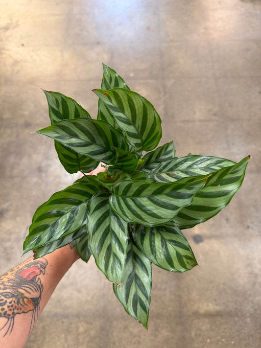 Calathea Freddy