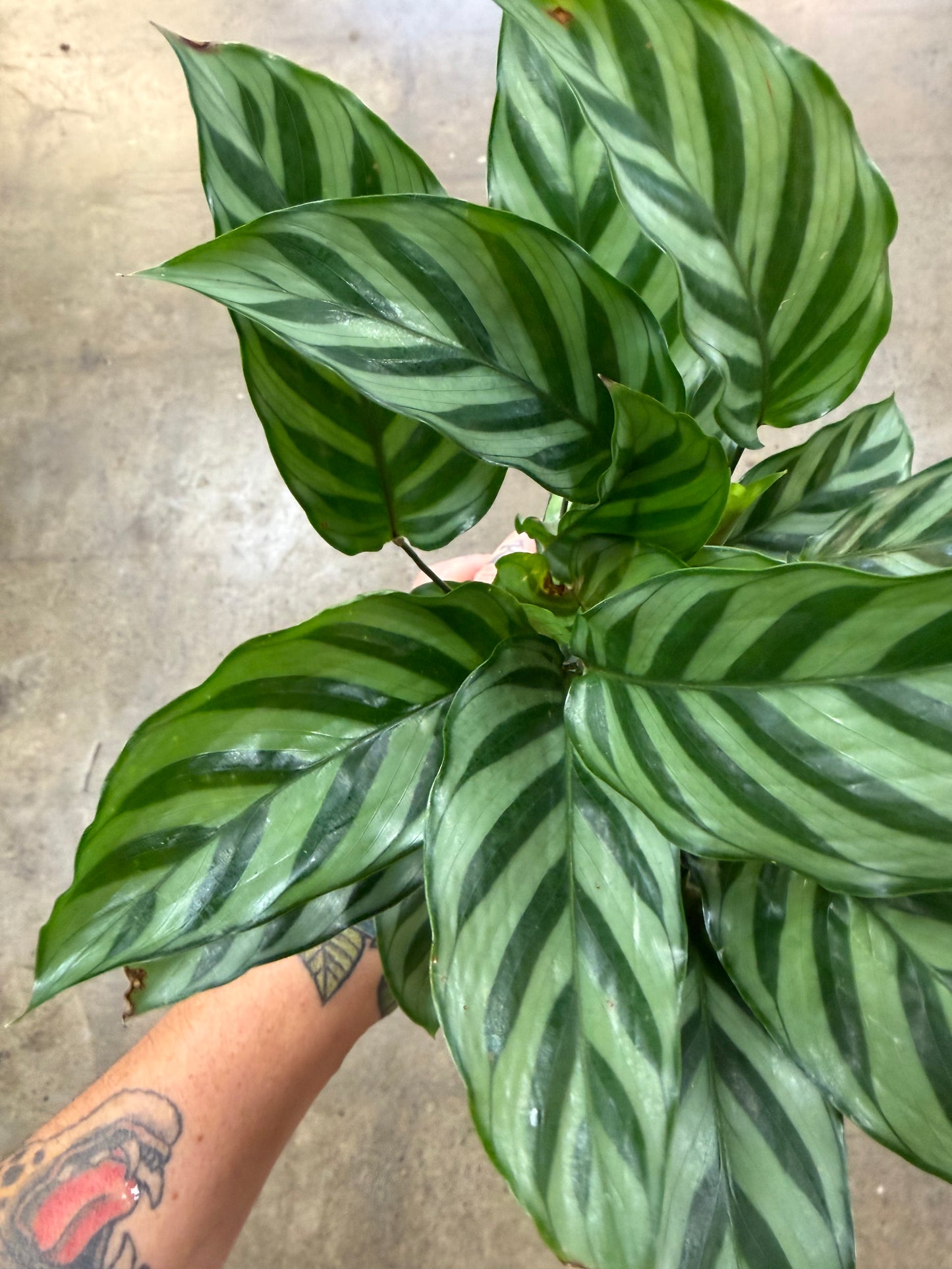 Calathea Freddy