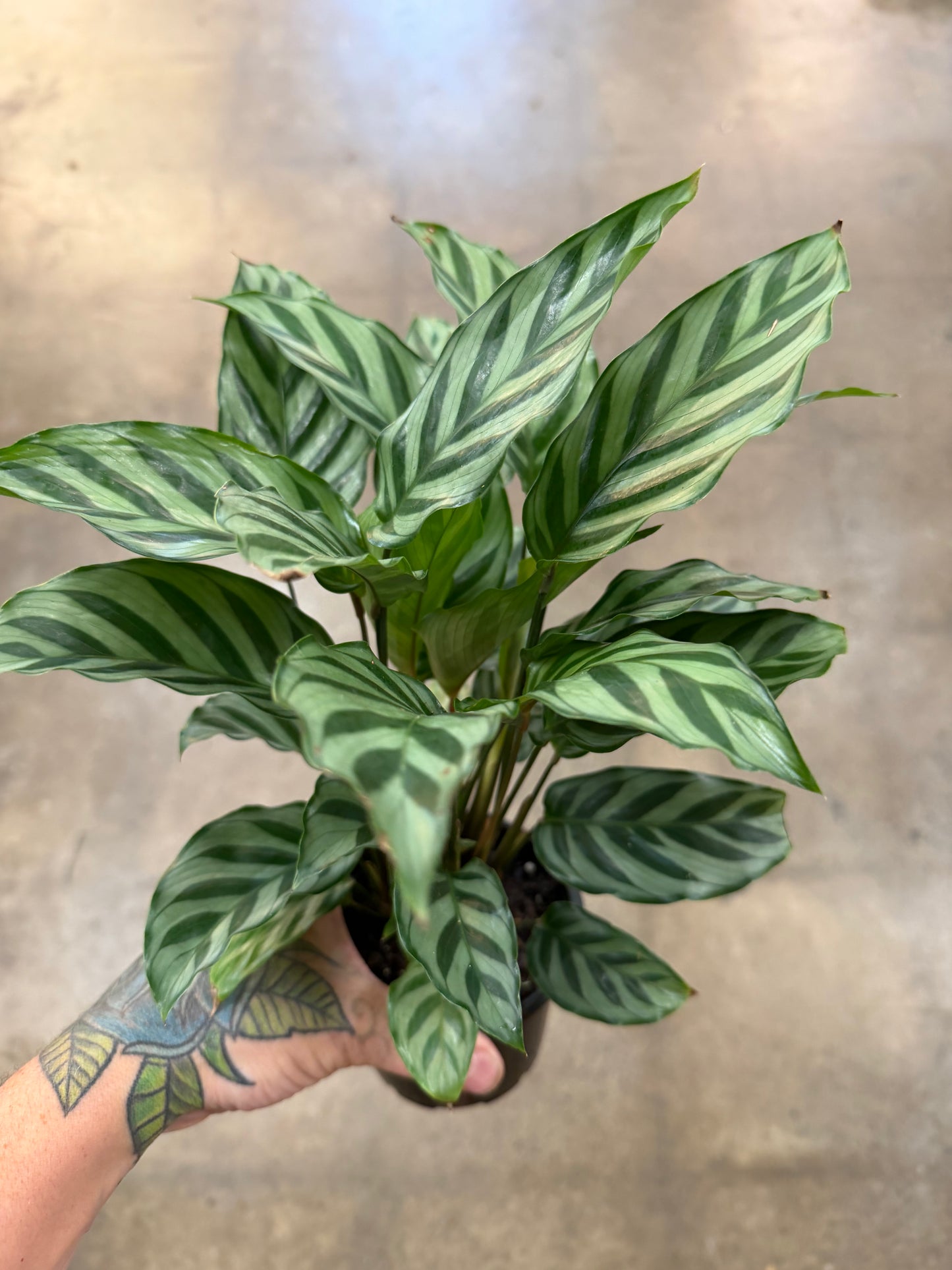 Calathea Freddy