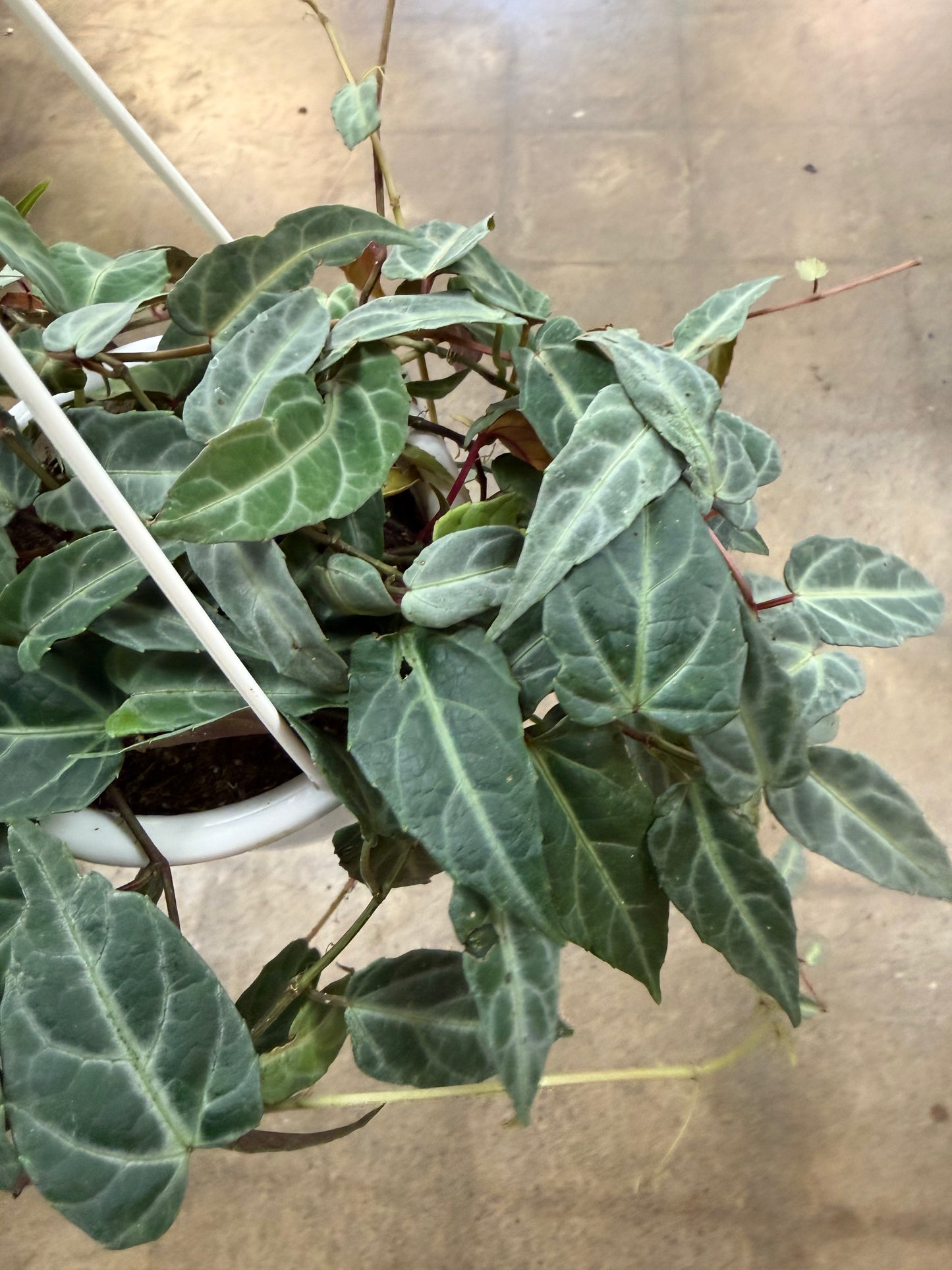 Cissus Amazonica