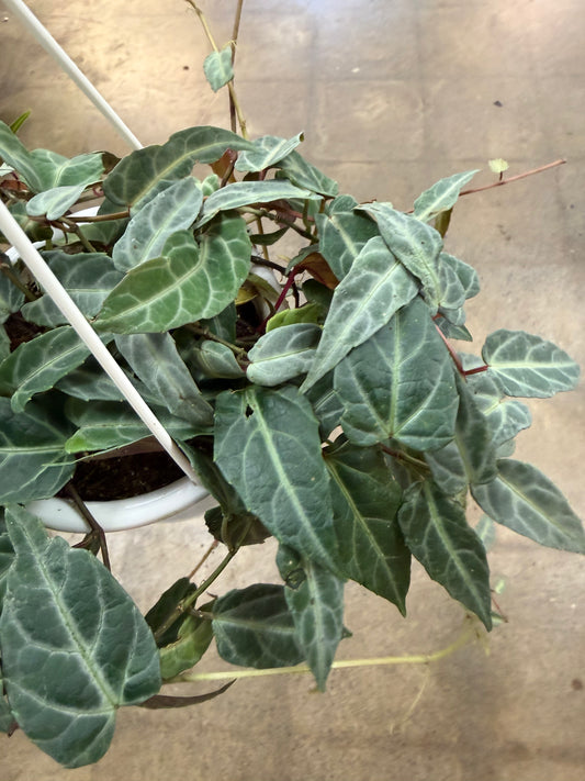 Cissus Amazonica