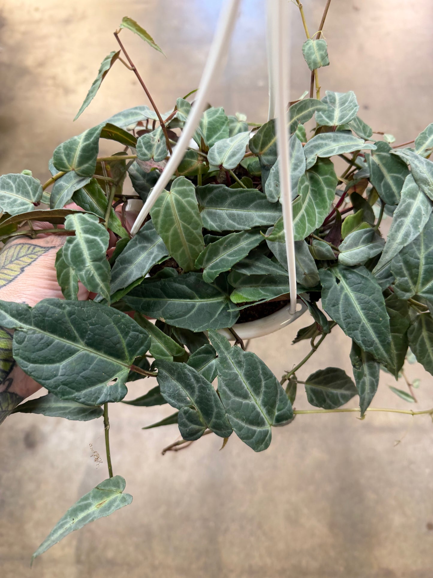 Cissus Amazonica