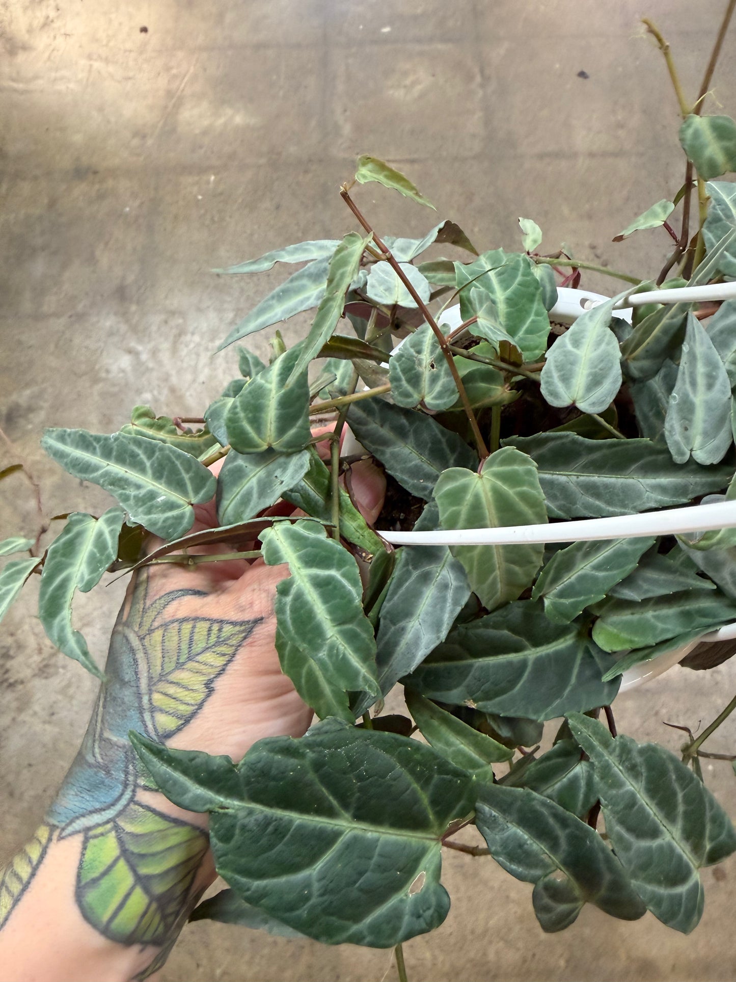 Cissus Amazonica