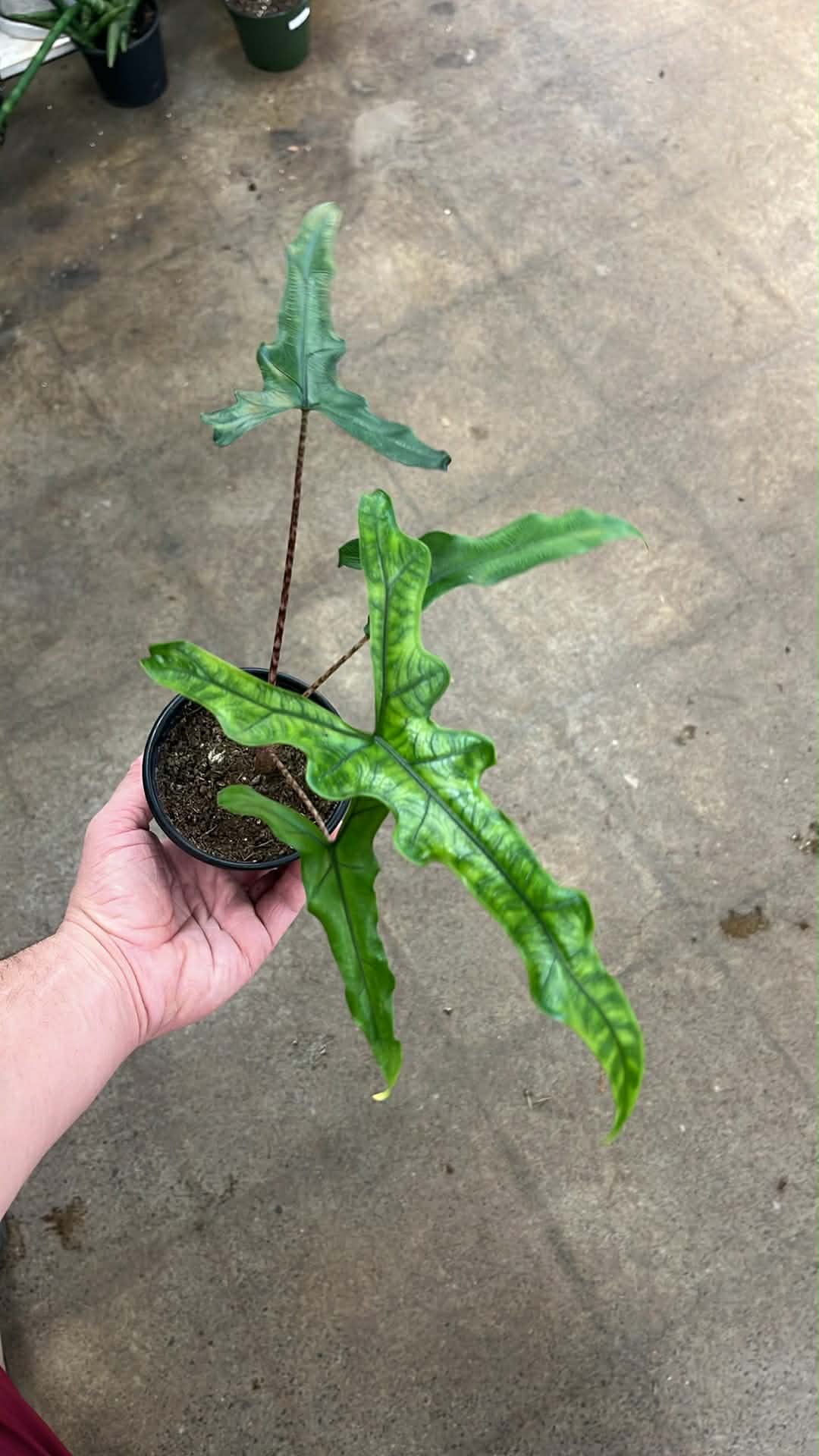 Alocasia Sabrina