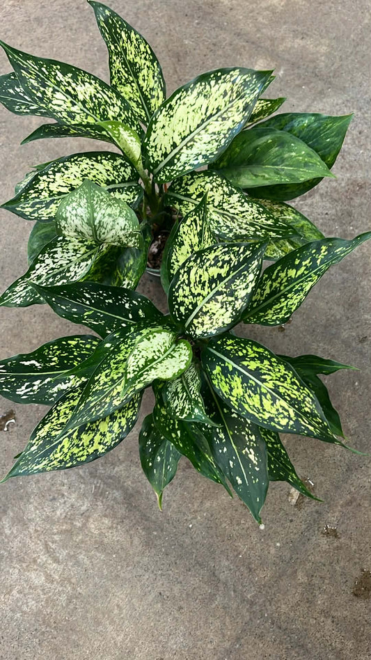 Aglaonema Wintry Winehouse