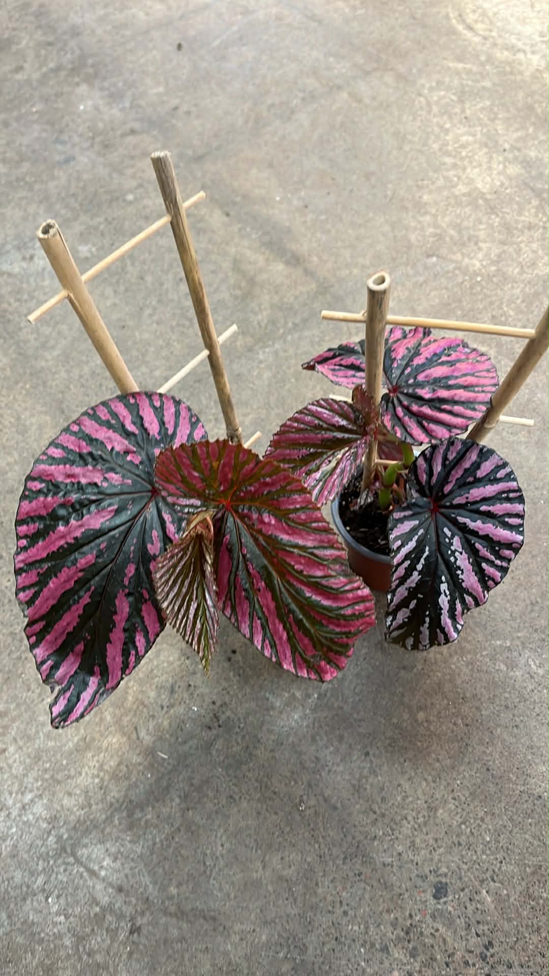 Begonia Brevirimosa