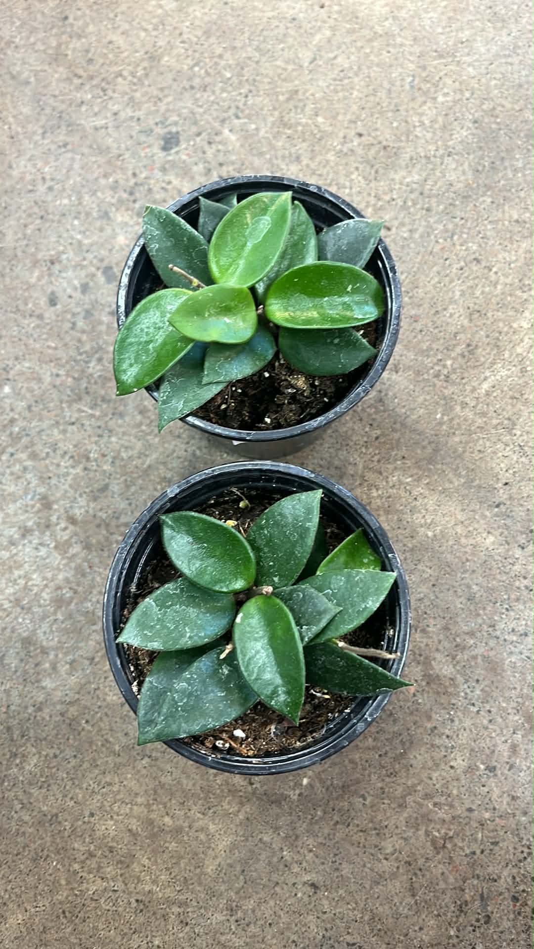 Hoya Chouke