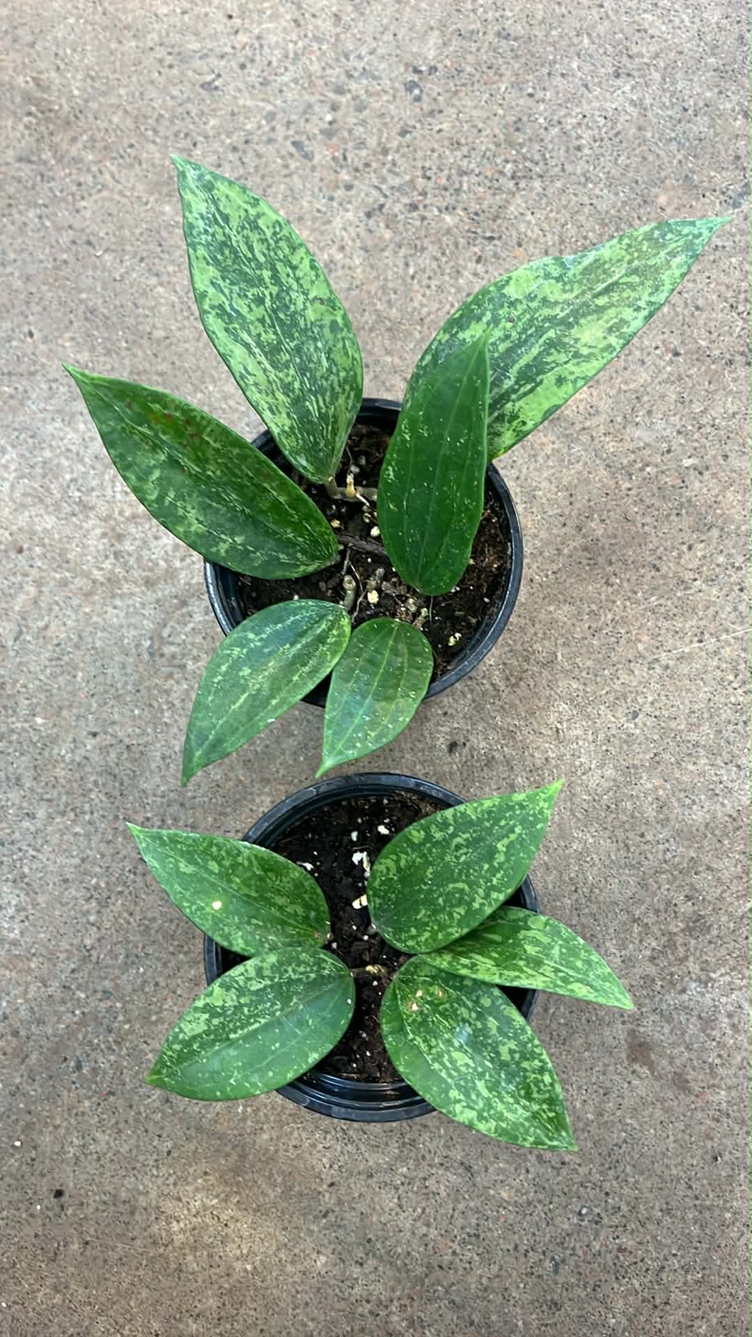 Hoya Rangsan