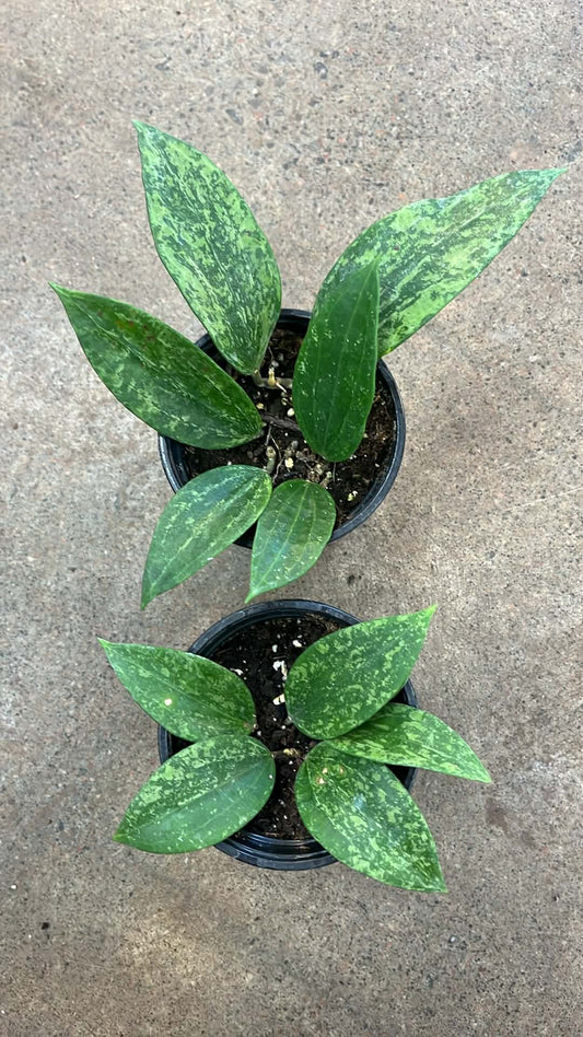 Hoya Rangsan