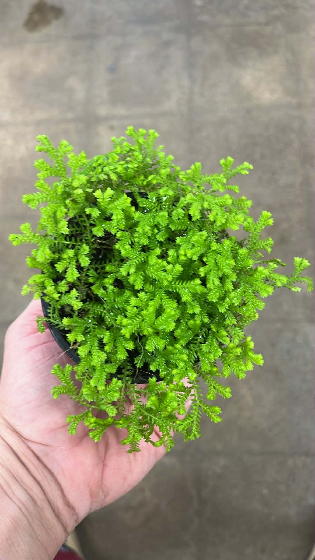 Lycopodiopsida Club Moss