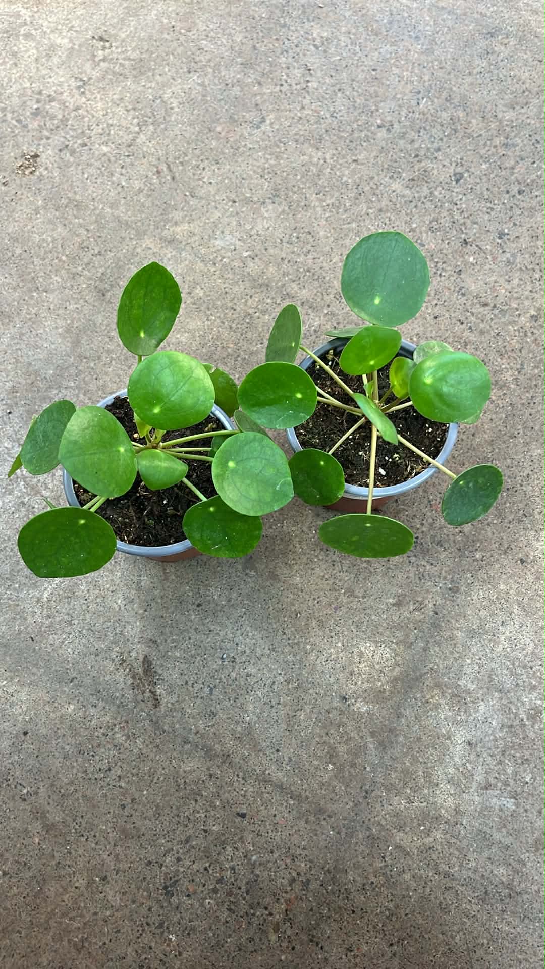 Pilea Peperomioides