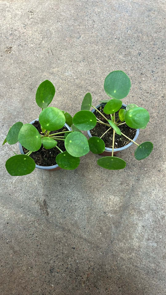 Pilea Peperomioides